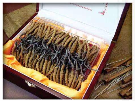 芒市冬虫夏草回收